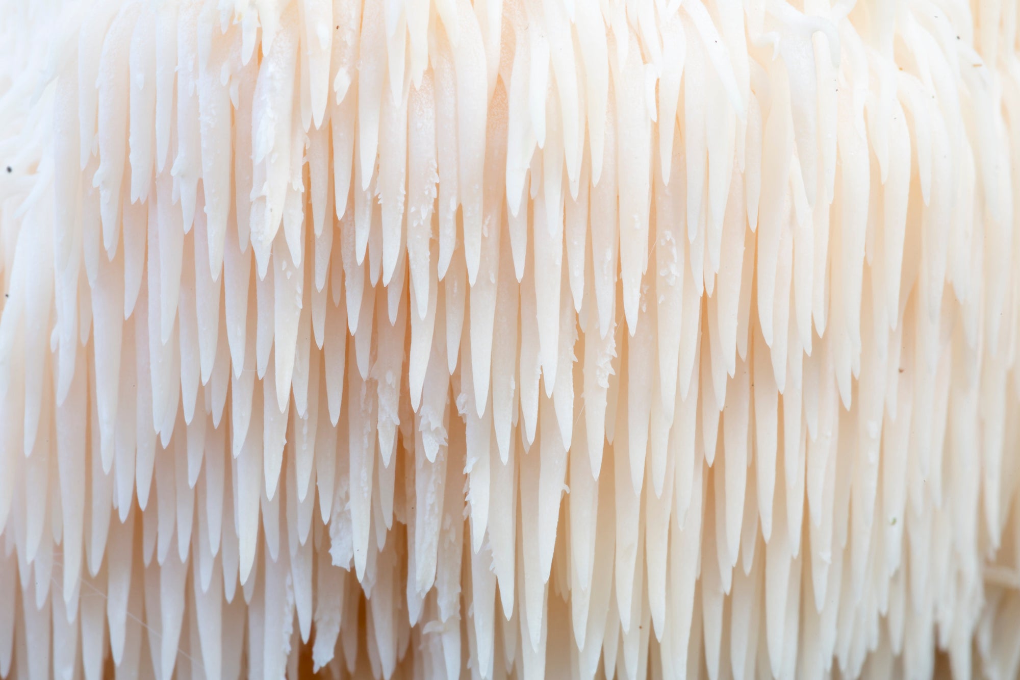Lion’s Mane Mushroom: Benefits, Uses, and What to Know