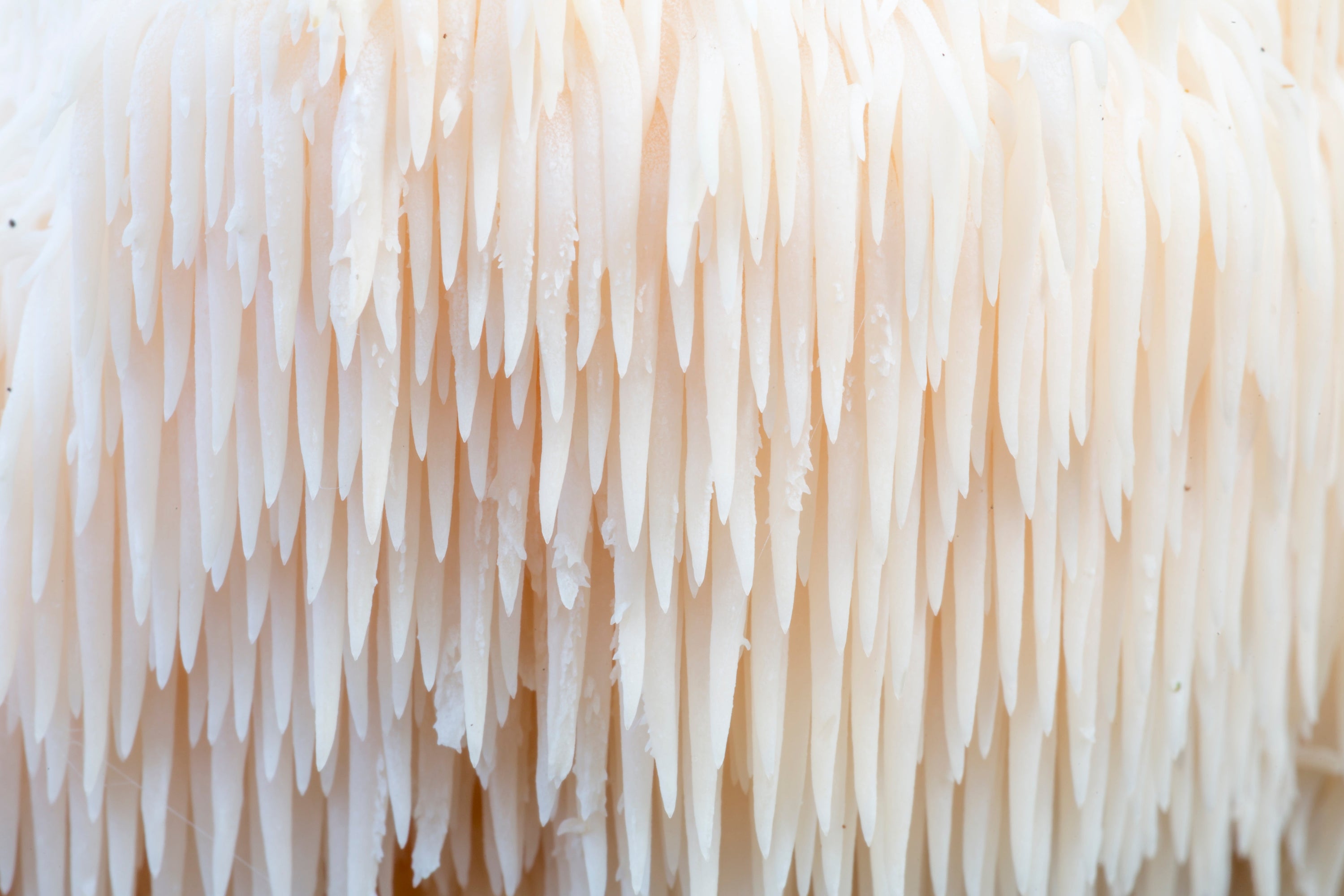 Lion’s Mane Mushroom: Benefits, Uses, and What to Know