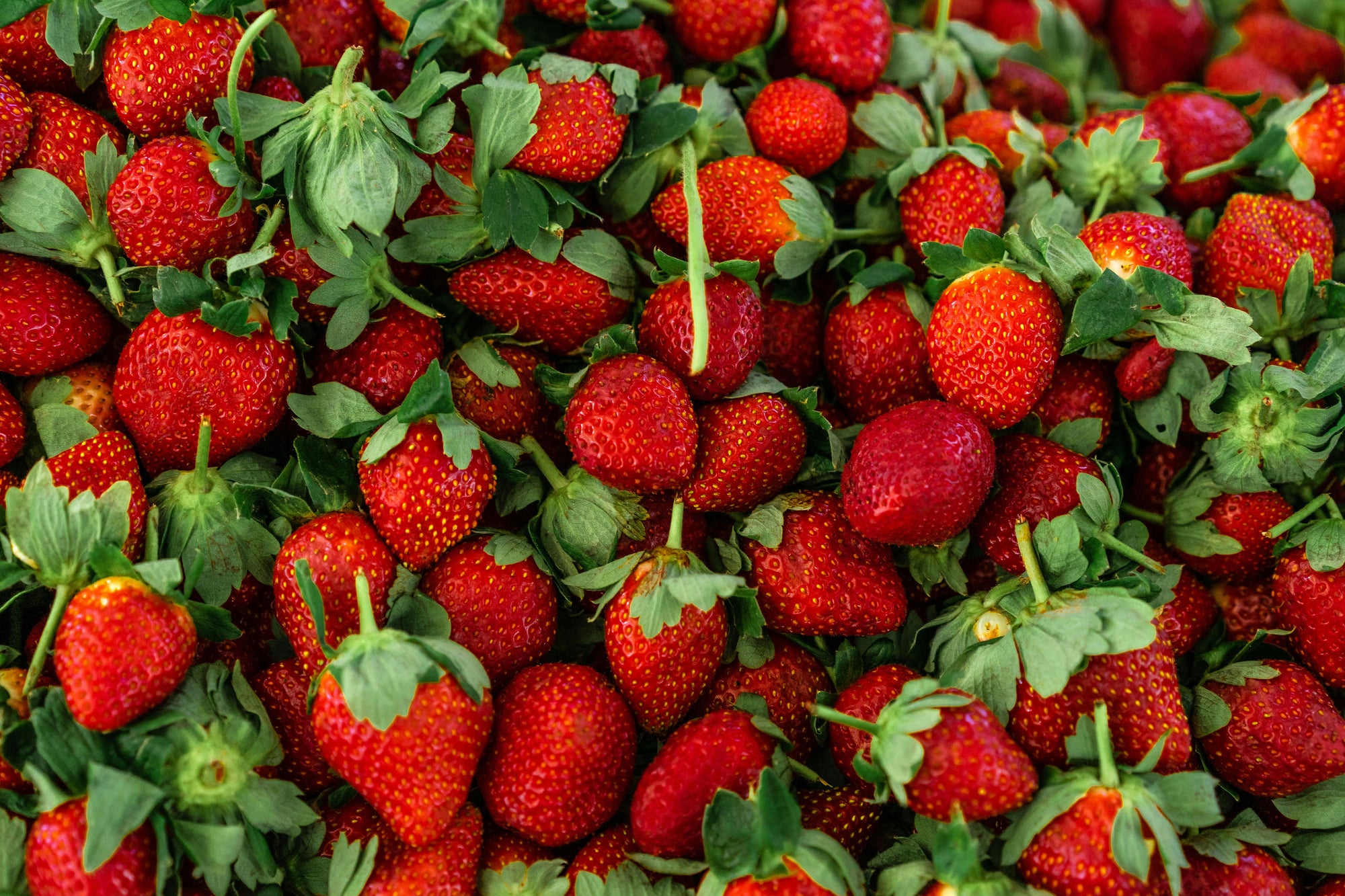 Health Benefits of Organic Strawberries — Flavor, Nutrients, and Thoughtful Growing