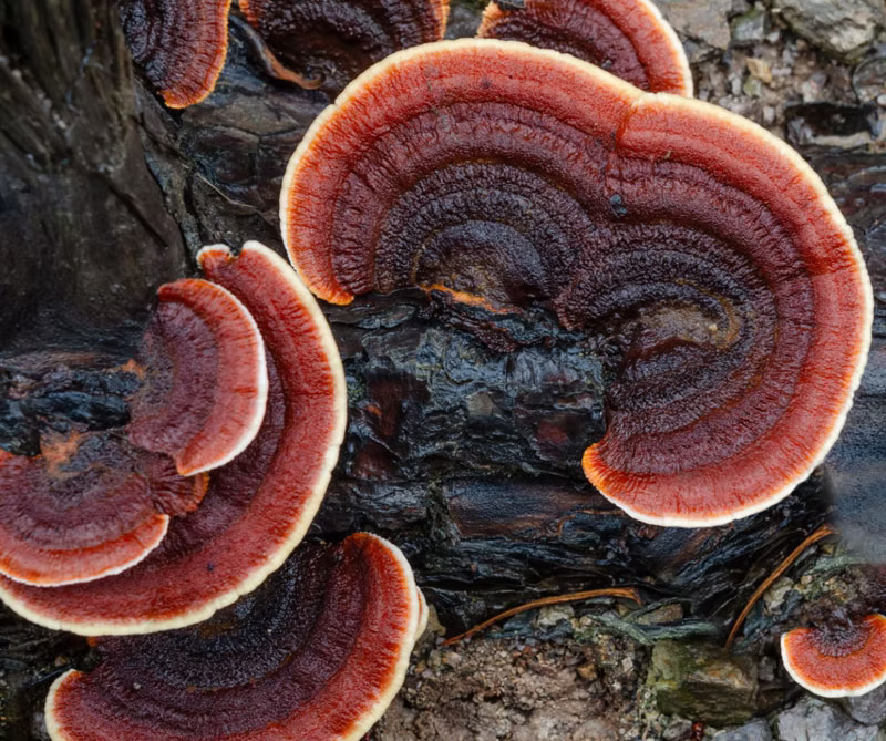 Close-up of reishi mushrooms growing on a tree trunk, showing their layered shape and natural reddish-brown color