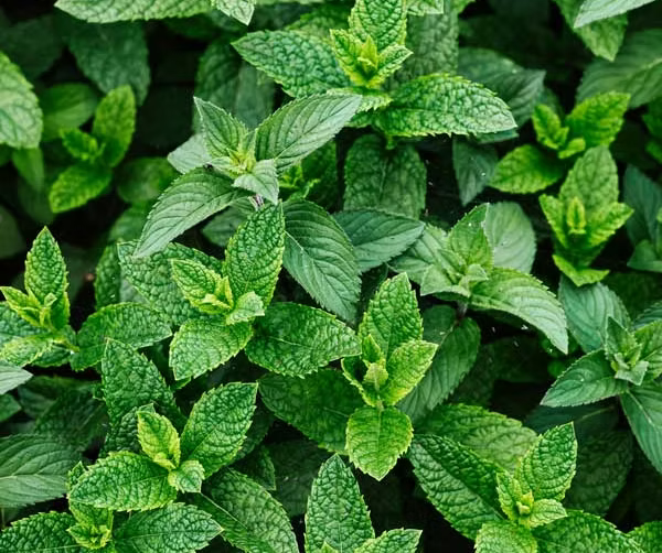 Fresh mint leaves growing densely in a garden setting