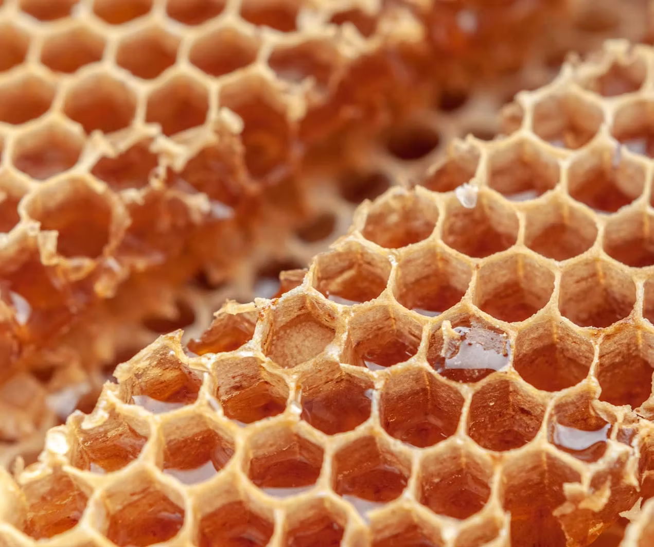 Honeycomb showing natural hexagonal structure
