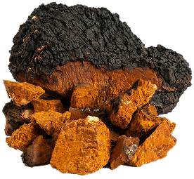 Chaga mushroom pieces and powder displayed together