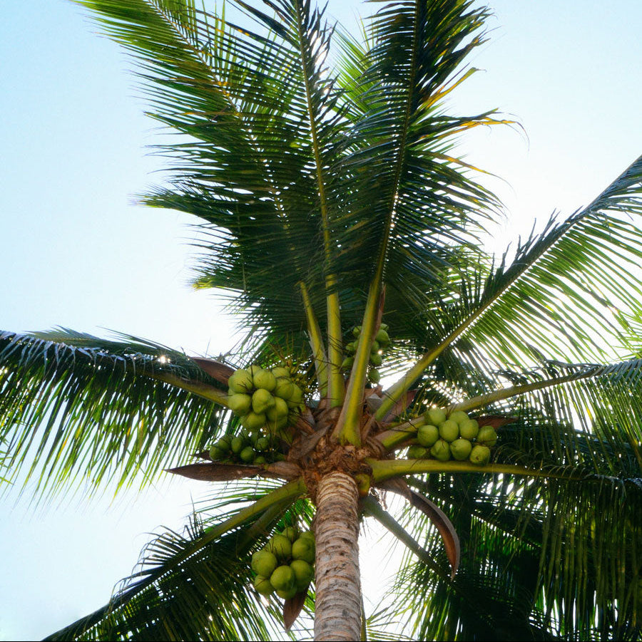 Tall coconut palm tree with fronds against a blue sky