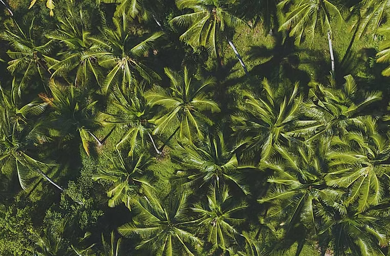 Dense green foliage from a tropical palm trees growing outdoors