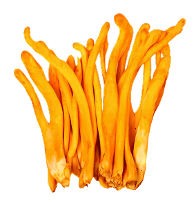 Cordyceps mushrooms