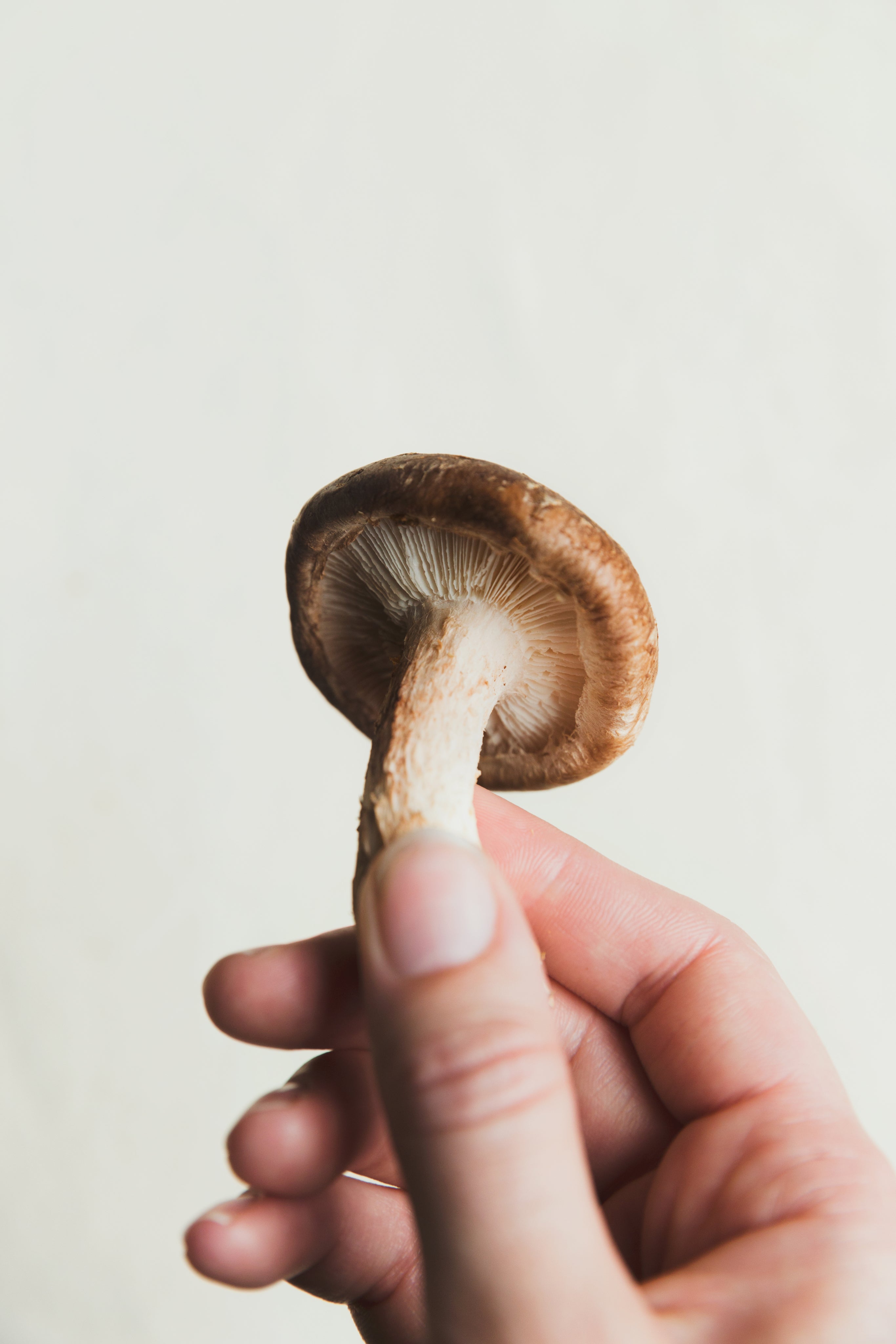 Hand holding a single mushroom against a neutral background, highlighting its cap, stem, and natural texture