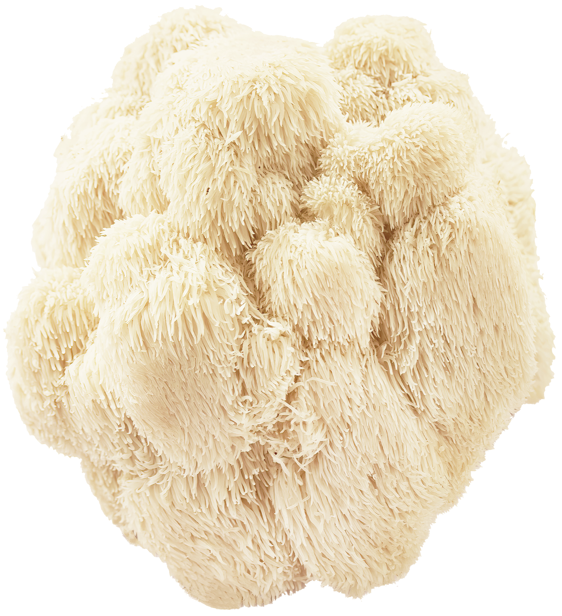 Lion’s mane mushroom with cascading white spines photographed close up