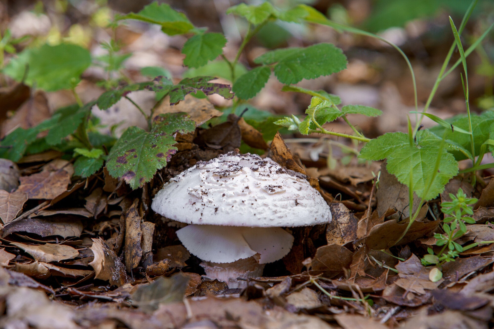 White mushroom emerging from fallen leaves on a forest floor, surrounded by natural ground cover