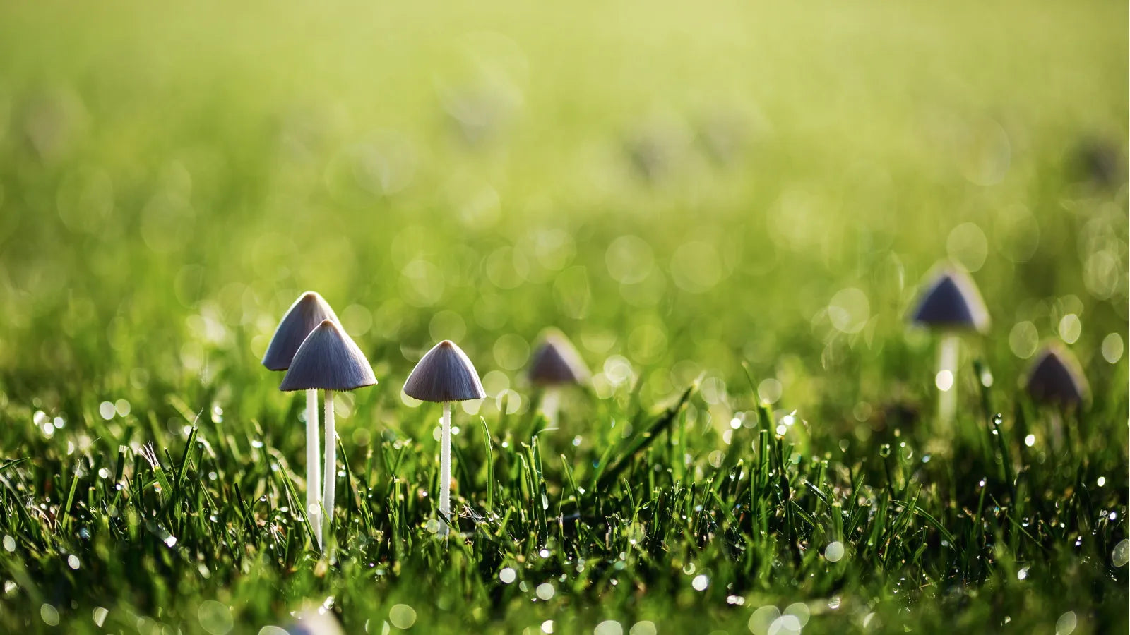 Small wild mushrooms growing in green grass, captured at ground level with soft natural light