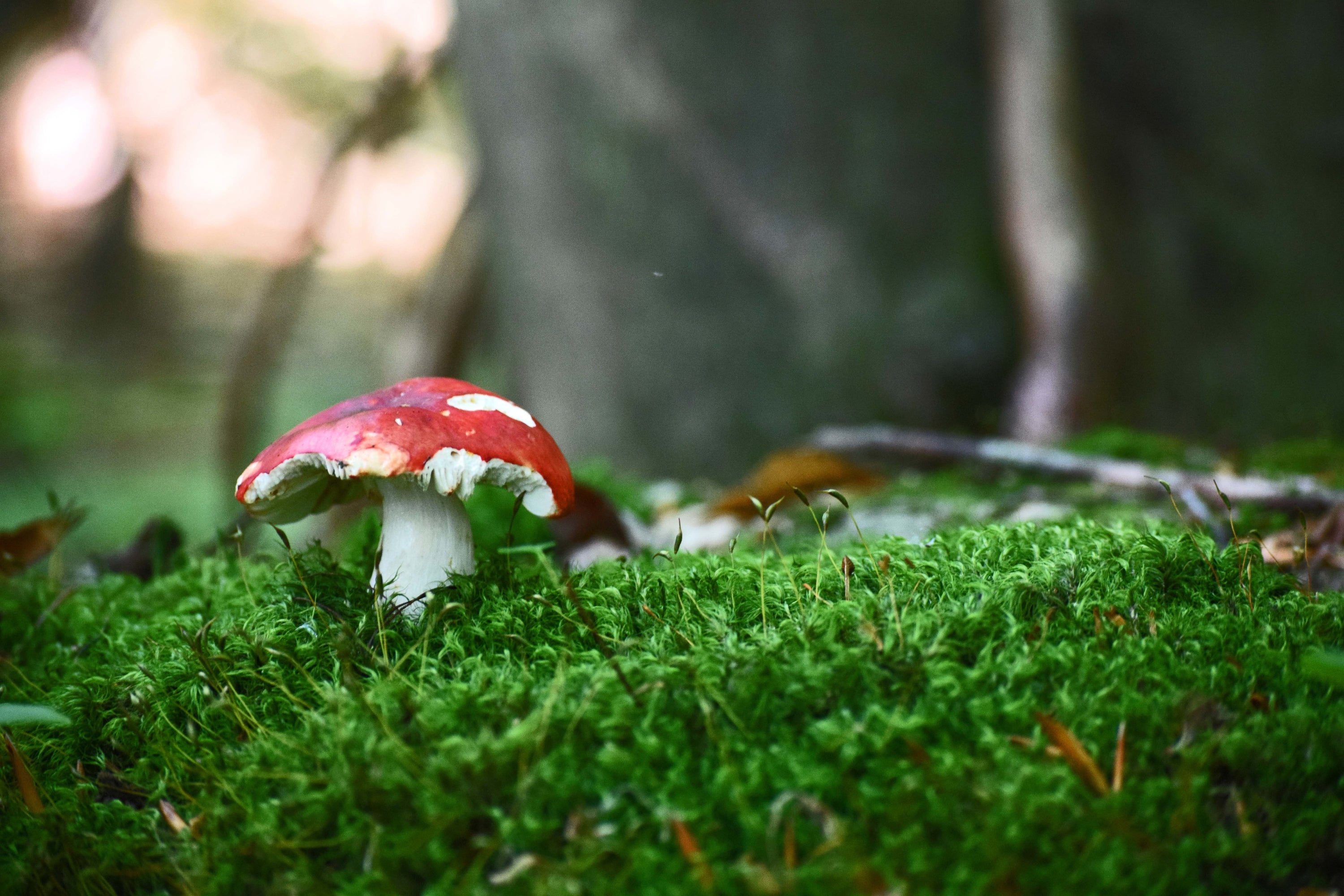 Red-capped mushroom growing in a mossy forest floor, surrounded by greenery and dappled light