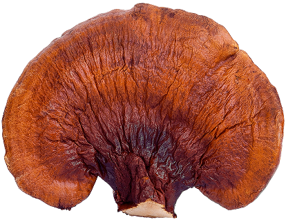 Reishi mushroom cap shown from above
