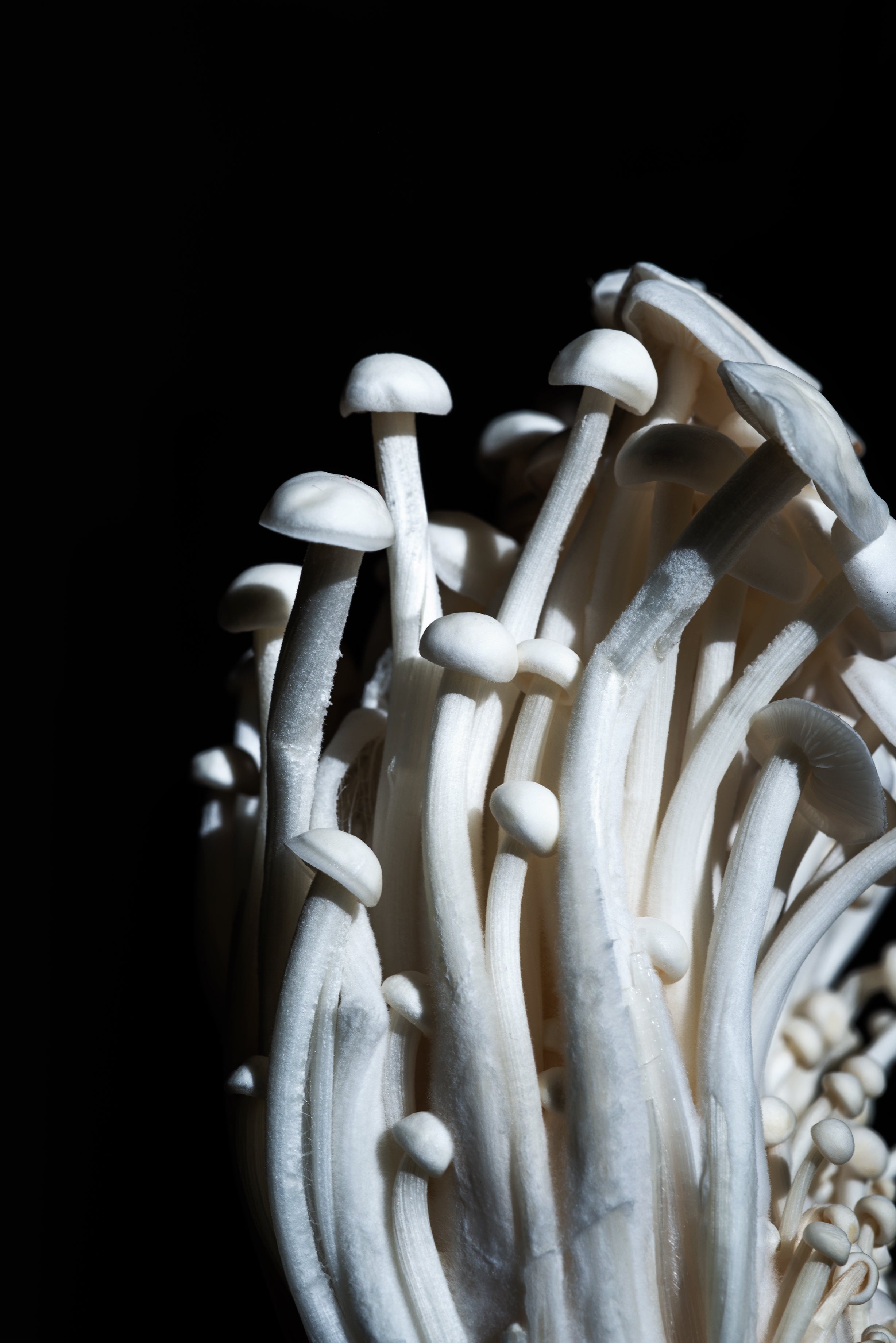 Close-up of fresh white mushrooms growing in a clustered formation, showing their slender stems and delicate caps